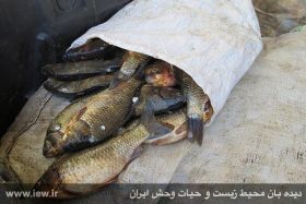 ۶۰ قطعه ماهی از متخلفین زیست محیطی در رومشکان کشف و ضبط شد