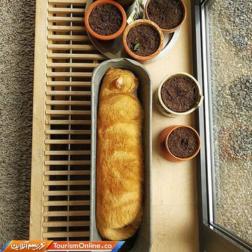 خطای دید