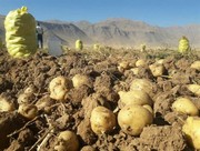 پیش بینی تولید ۲۵۰ هزار تن سیب زمینی در لرستان