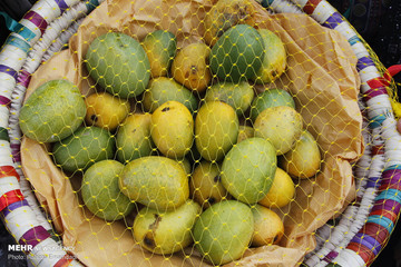 جشنواره شکرگزاری انبه و یاسمین گل در میناب
