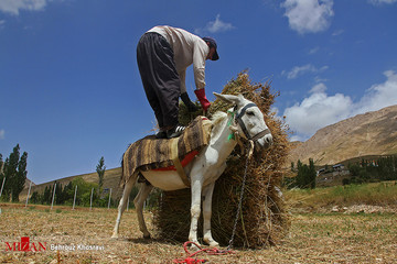 زندگی روستایی در مازندران
