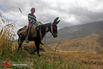 زندگی روستایی در مازندران