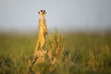 بوتسوانا