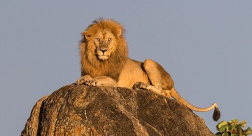 پارک ملی دره کیدپو در اوگاندا