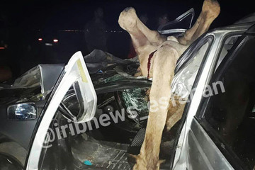 عکس | صحنه دردناک تصادف خونین پژو با ۵ شُتر در اصفهان