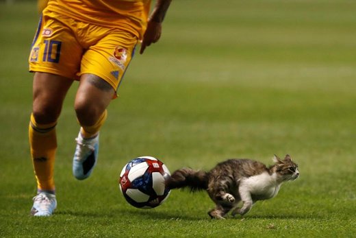 ورود یگ گربه به محل برگزاری بازی فوتبال در شهر سالت‌لیک‌سیتی ایالت یوتا آمریکا