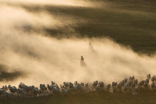 دویدن اسب‌ها در مراتع چین