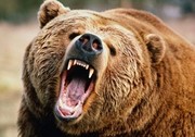 جزئیات حمله خرس گرسنه به مأموران محیط زیست یاسوج