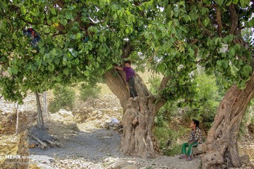 اوقات فراغت در روستاهای منطقه موگویی استان چهارمحال و بختیاری