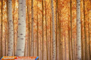 مزرعه درختی بوردمن در آمریکا