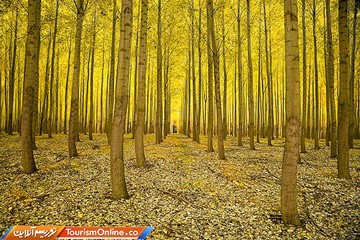 مزرعه درختی بوردمن در آمریکا