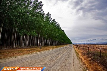 مزرعه درختی بوردمن در آمریکا