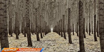 مزرعه درختی بوردمن در آمریکا