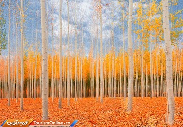 مزرعه درختی بوردمن در آمریکا
