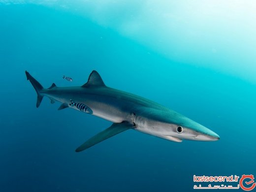 چرا کوسه های اقیانوس اطلس تا این حد وحشی هستند؟