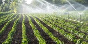 آخرین آمار تجهیز اراضی کشاورزی کشور به سیستم آبیاری نوین