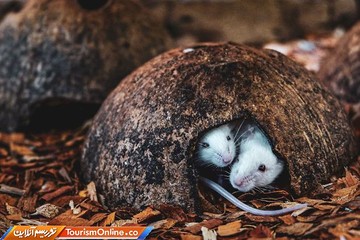 فینالیست‌های بخش کلوزآپ  مسابقه عکاسی آگورا ۲۰۱۹