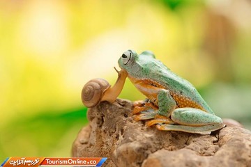 فینالیست‌های بخش کلوزآپ  مسابقه عکاسی آگورا ۲۰۱۹