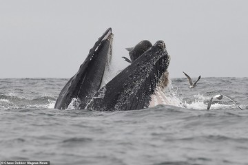عکس | قلب غول‌پیکر یک نهنگ !