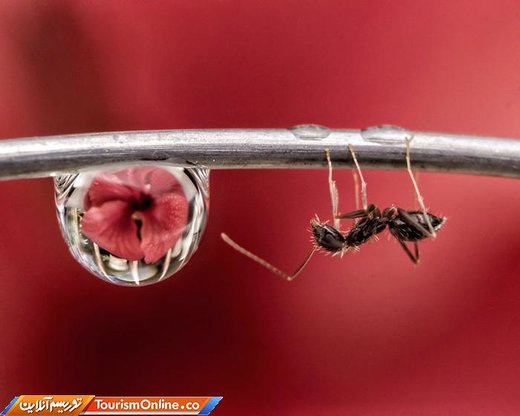 فینالیست‌های بخش کلوزآپ  مسابقه عکاسی آگورا ۲۰۱۹