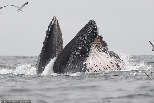 فرار شیر دریایی از دهان نهنگ