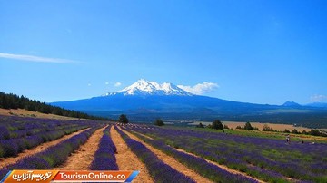 کالیفرنیا - آمریکا -