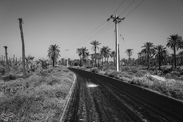 مرگ در یک قدمی نخلستان‌های شادگان