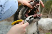 فیلم | عاقبت دردناک سگی که درخت کاکتوس را گاز گرفت!