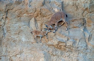 عکس | عاشقانه عجیب بزهای کوهی در عکس روز نشنال جئوگرافیک