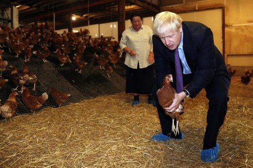 بوریس جانسون، نخست‌وزیر جدید انگلستان، در دیدار با کشاورزان در شهر نیوپورت ولز، یک مرغ را در دستانش نگه‌داشته است