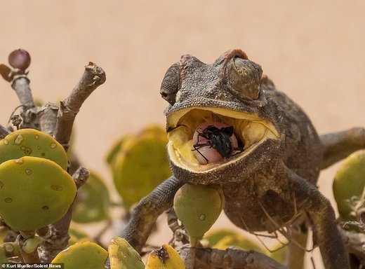 شکار کردن آفتاب‌پرست در صحرای نامیب