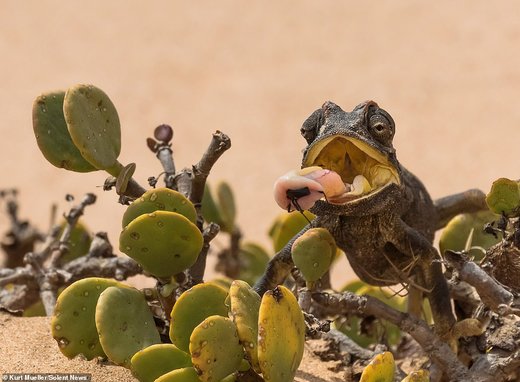 شکار کردن آفتاب‌پرست در صحرای نامیب