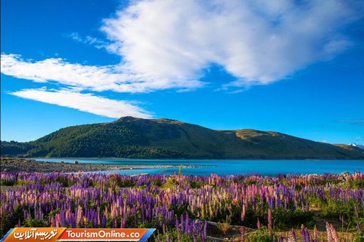 دریاچه پوکاکی نیوزیلند