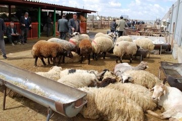 افزایش عرضه گوشت در ماه محرم / قیمت‌ یک کیلو شقه گوسفندی ۱۰۵ هزار تومان شد