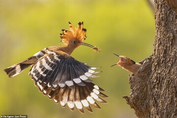 عکس ارسالی به رقابت عکاسی آگورا ۲۰۱۹