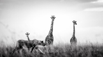  عکس | جستجوی شکار در  عکس روز نشنال جئوگرافیک