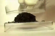 فیلم | رفتار ژله‌ای مورچه‌های سامورایی!