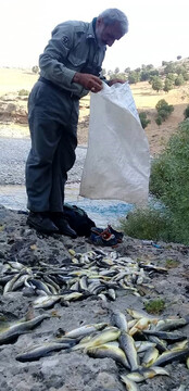  دو نفر صیاد متخلف در شهرستان کوهرنگ با ۱۳۵ قطعه ماهی شناسایی و دستگیر شدند
