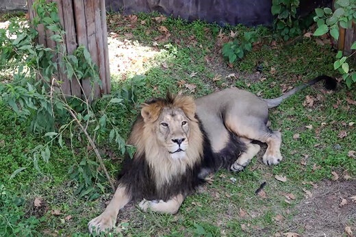 فیلم و عکس | شروع زندگی مشترک هیرمان و ایلدا در باغ‌وحش