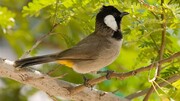 کشف ۳۰۰ پرنده زینتی از دو قاچاقچی در آبادان