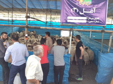 شهرداری تهران ۲۴ مرکز بهداشتی فروش و ذبح گوسفند دایر کرد