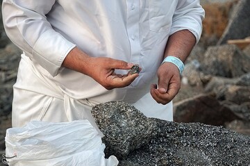 جمع‌آوری سنگ برای رمی جمرات