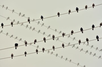 عکس | آواز گنجشک‌ها در عکس روز نشنال جئوگرافیک