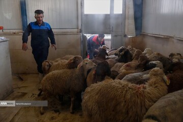 بازار فروش دام در تهران