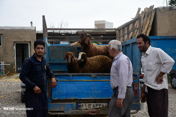 عید قربان در روستای کهلا استان زنجان