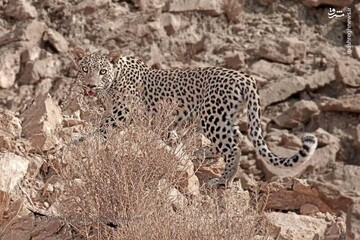 عکس | پلنگ ایرانی در بوشهر رها شد