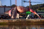 تصاویر | بیرون کشیدن لاشه ۷۵ تنی یک نهنگ از ساحل اسپانیا