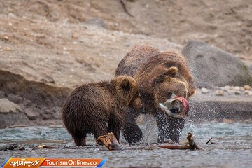 ماجرای کشف لاشه دو توله خرس ماده در زباله‌دانی چه بود؟