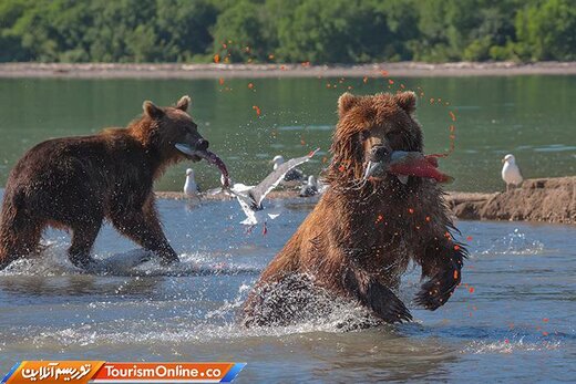 شبه‌جزیره کامچاتکا؛ میعادگاه خرس‌های قهوه‌ای و سالمون قرمز