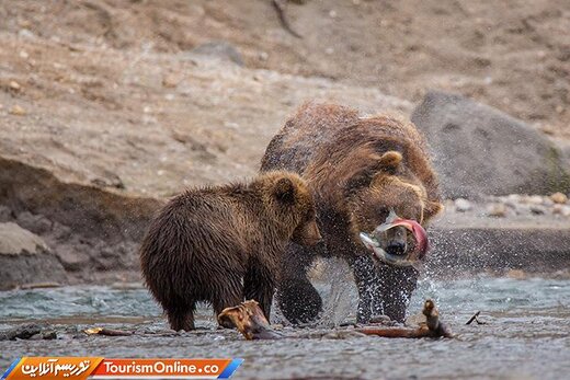 شبه‌جزیره کامچاتکا؛ میعادگاه خرس‌های قهوه‌ای و سالمون قرمز